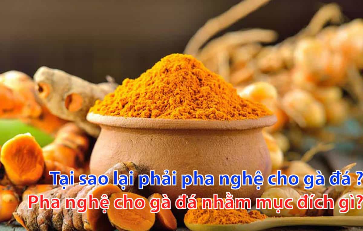 Tai-sao-lai-phai-pha-nghe-cho-ga-da-Pha-nghe-cho-ga-da-nham-muc-dich-gi-