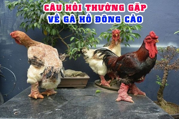 ga-ho-dong-cao-va-ky-thuat-nuoi-dinh-cao-cua-su-ke-lao-lang