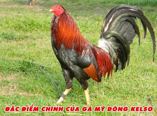 ga-my-dong-kelso-nhung-bi-mat-ve-chien-ke-thong-minh-nhat-the-gioi