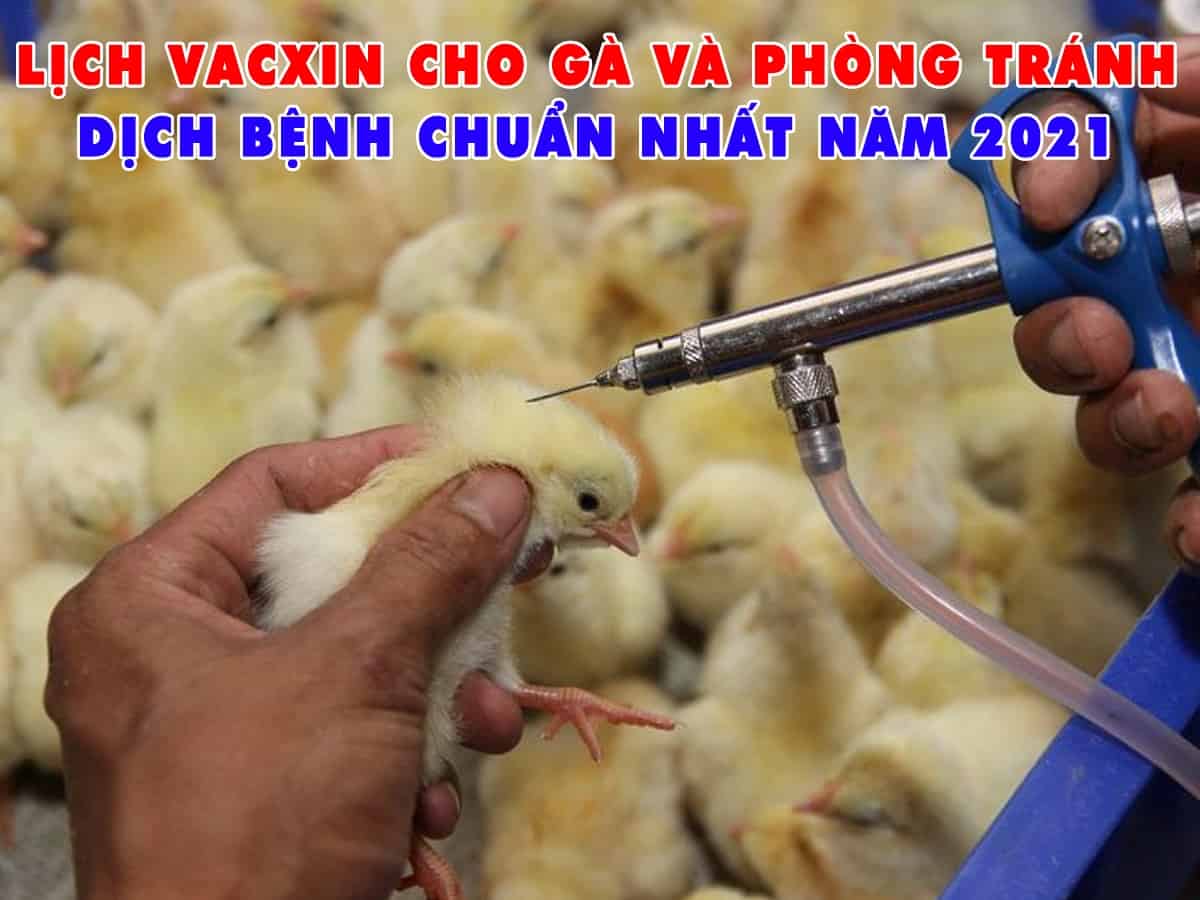 lich-vacxin-cho-ga-va-phong-tranh-dich-benh-chuan-nhat-nam-2021