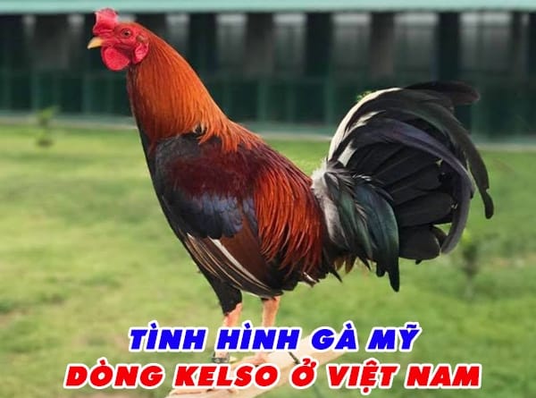 ga-my-dong-kelso-nhung-bi-mat-ve-chien-ke-thong-minh-nhat-the-gioi