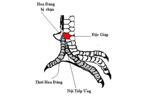 bi-quyet-nhin-thau-vay-ga-choi-than-ke-chuan-100-tu-su-ke-lao-lang