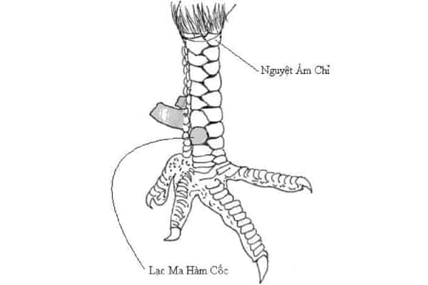 bi-quyet-nhin-thau-vay-ga-choi-than-ke-chuan-100-tu-su-ke-lao-lang