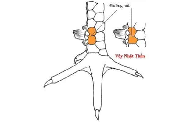 bi-quyet-nhin-thau-vay-ga-choi-than-ke-chuan-100-tu-su-ke-lao-lang