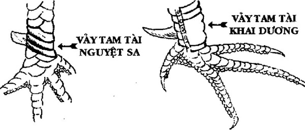 bi-quyet-nhin-thau-vay-ga-choi-than-ke-chuan-100-tu-su-ke-lao-lang