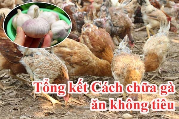 Cach-chua-ga-an-khong-tieu