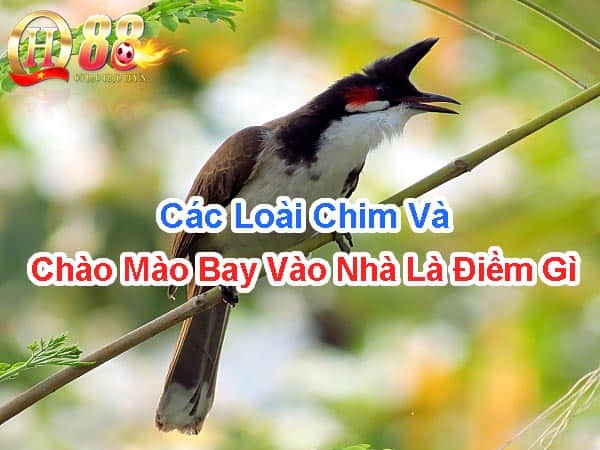 Các loài chim và chào mào bay vào nhà là điềm gì? 