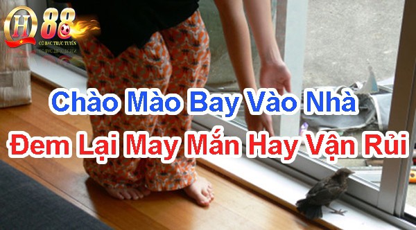 Chào mào bay vào nhà đem lại may mắn hay vận rủi?