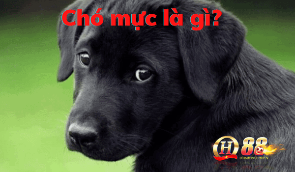 Chó mực là gì? Đặc điểm nhận biết