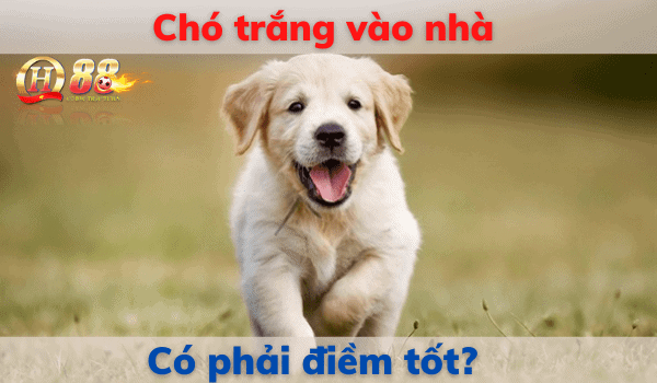 Chó trắng vào nhà có phải điềm tốt?