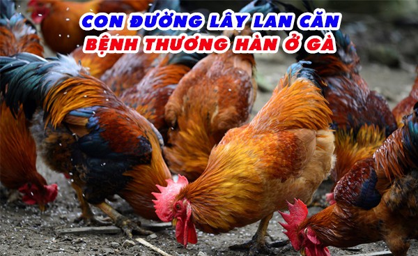 benh-thuong-han-o-ga-benh-truyen-nhiem-cap-tinh-nguy-hiem