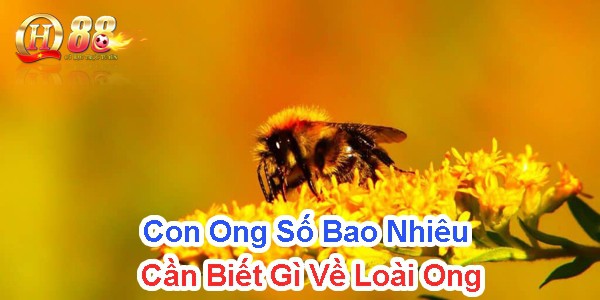 Con ong số bao nhiêu? Cần biết gì về loài ong