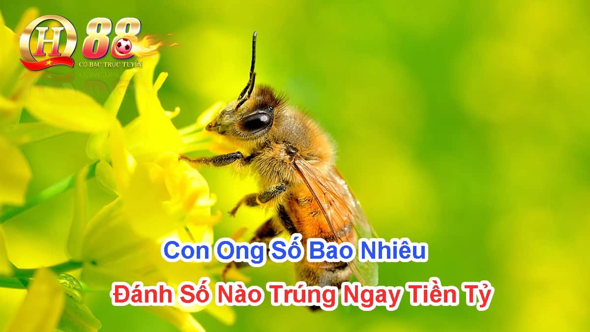 con-ong-so-bao-nhieu-danh-so-nao-trung-ngay-tien-ty