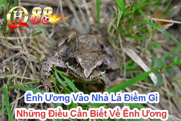 Ễnh ương vào nhà là điềm gì? Những điều cần biết về ễnh ương