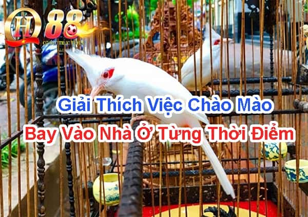 Giải thích việc chào mào bay vào nhà ở từng thời điểm