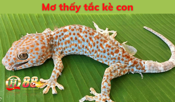 Tac-Ke-So-May-Mo-Thay-Tac-Ke-Danh-De-Con-Gi-Trung-Lon