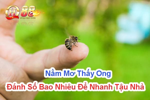 Nằm mơ thấy ong đánh số bao nhiêu để nhanh tậu nhà