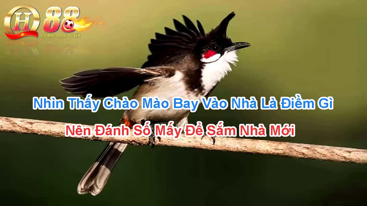 nhin-thay-chao-mao-bay-vao-nha-la-diem-gi-nen-danh-so-may-de-sam-nha-moi