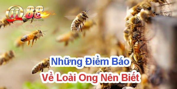 Những điềm báo về loài ong nên biết