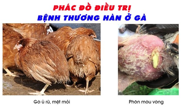 benh-thuong-han-o-ga-benh-truyen-nhiem-cap-tinh-nguy-hiem