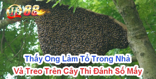 Thấy ong làm tổ trong nhà và treo trên cây thì đánh số mấy?