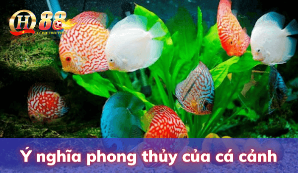 cá chết điềm gì