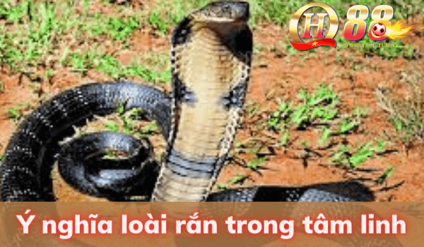 Ý nghĩa về loài rắn trong tâm linh