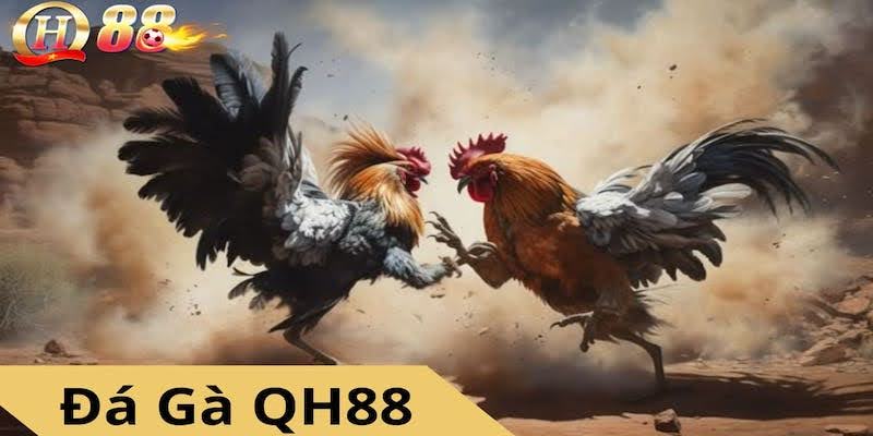 Các hình thức đá gà phổ biến tại Qh88