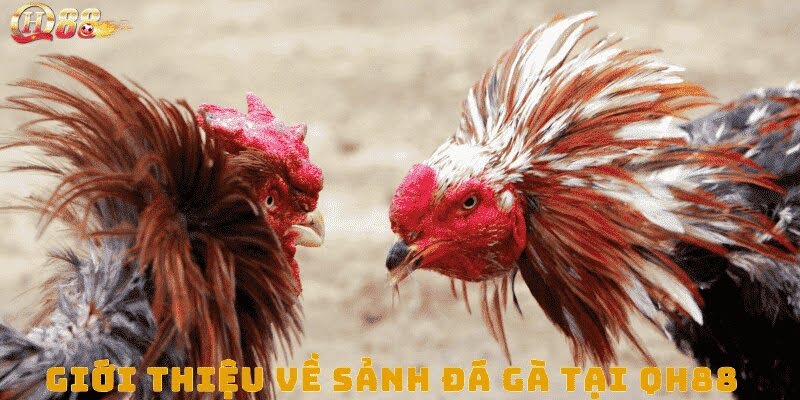 Giới thiệu về đá gà Qh88